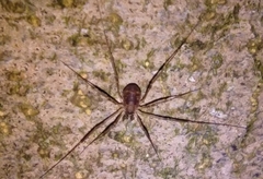 Dicranopalpus larvatus