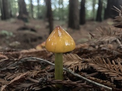 Hygrocybe singeri