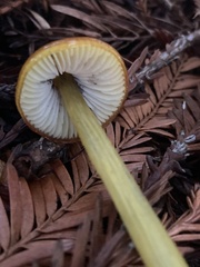Hygrocybe singeri