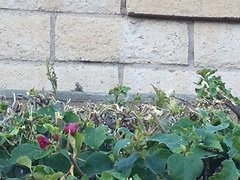 Sceloporus occidentalis