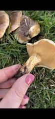 Suillus bellinii