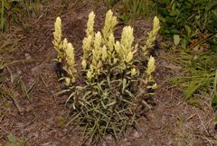 Castilleja pallida caudata