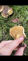 Suillus bellinii