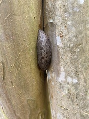 Megapallifera mutabilis