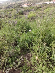 Volutaria canariensis