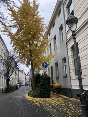 Ginkgoopsida