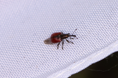 Tatianaerhynchites aequatus