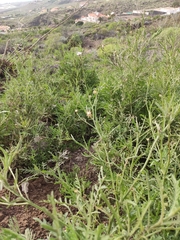 Volutaria canariensis