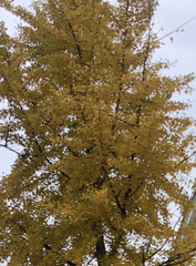 Ginkgoopsida