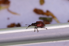 Tatianaerhynchites aequatus