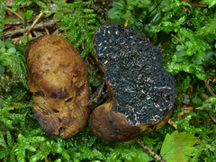 Melanogaster broomeanus