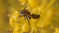 Scythris inertella