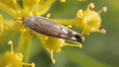 Scythris inertella