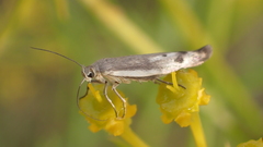 Scythris inertella