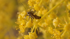 Scythris inertella