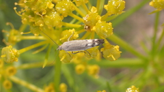 Scythris inertella