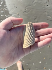 Cyrtopleura costata