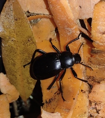 Blaps lusitanica
