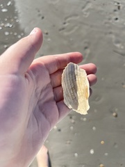 Cyrtopleura costata