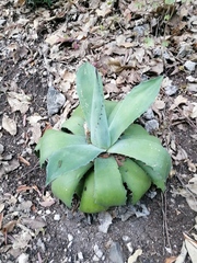 Agave seemanniana