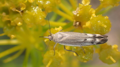 Scythris inertella