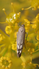 Scythris inertella