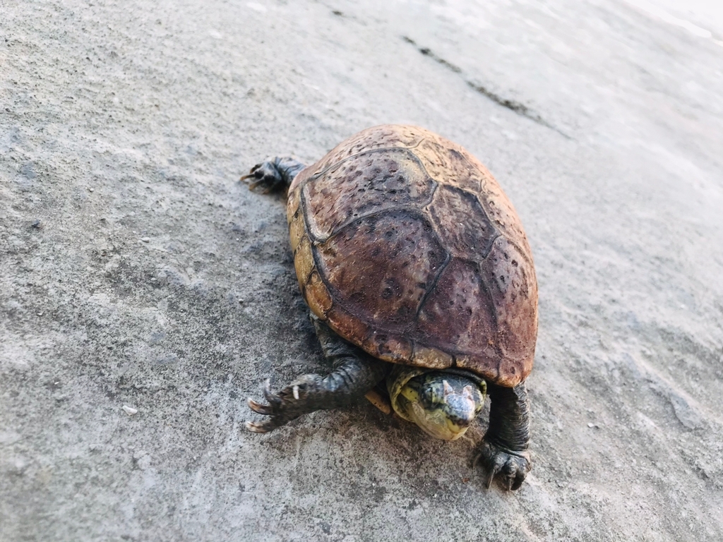 Chihuahuan Mud Turtle from Parque Ecológico de Xochimilco, Ciudad de ...