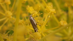 Scythris inertella