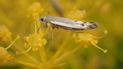Scythris inertella