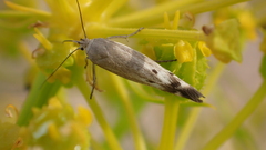 Scythris inertella