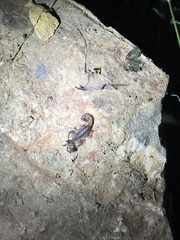 Centruroides vittatus