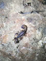 Centruroides vittatus