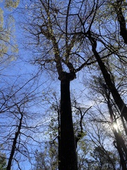 Liriodendron tulipifera