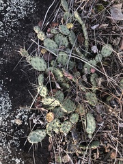 Opuntia drummondii
