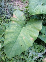 Xanthosoma robustum