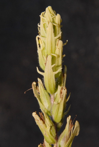 Image of Castilleja pallida by (c) Brian Finzel, some rights reserved (CC BY-SA)