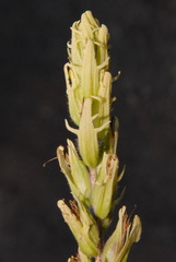 Castilleja pallida caudata
