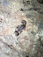 Centruroides vittatus