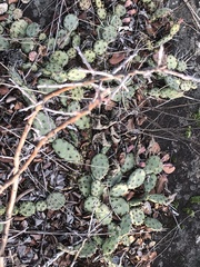 Opuntia drummondii