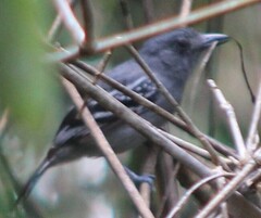 Thamnophilus amazonicus