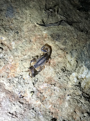 Centruroides vittatus