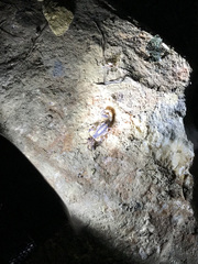 Centruroides vittatus