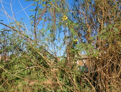 Vachellia nilotica