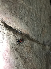 Lygaeus reclivatus