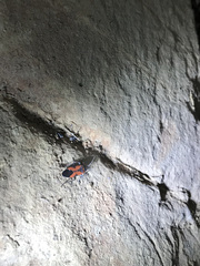 Lygaeus reclivatus