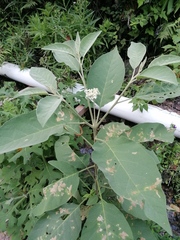 Solanum erianthum