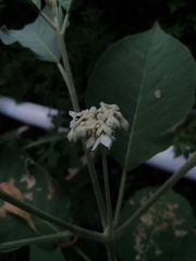 Solanum erianthum