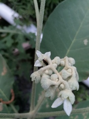 Solanum erianthum
