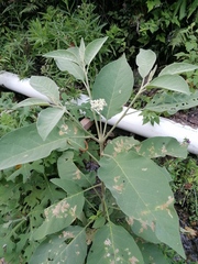 Solanum erianthum