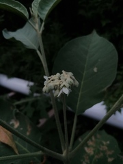 Solanum erianthum